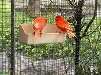 Kanarienvögel rote, naturfarben Kanarien