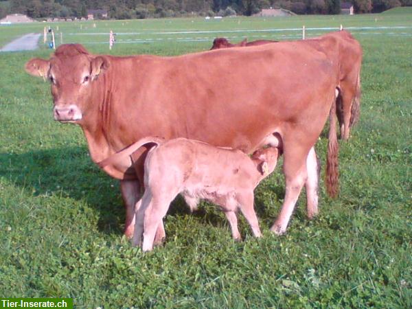 Bild 2: Rindfleisch, Natura-Beef Mischpakete direkt ab Bauernhof zu verkaufen