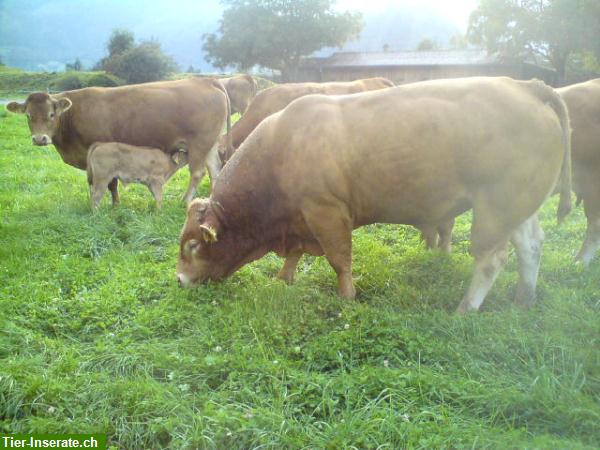 Bild 5: Rindfleisch, Natura-Beef Mischpakete direkt ab Bauernhof zu verkaufen