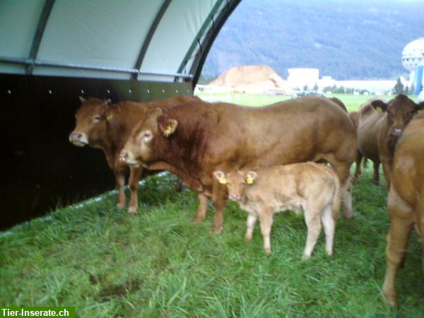 Bild 7: Rindfleisch, Natura-Beef Mischpakete direkt ab Bauernhof zu verkaufen