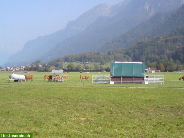 Bild 8: Rindfleisch, Natura-Beef Mischpakete direkt ab Bauernhof zu verkaufen