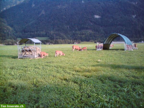 Bild 9: Rindfleisch, Natura-Beef Mischpakete direkt ab Bauernhof zu verkaufen