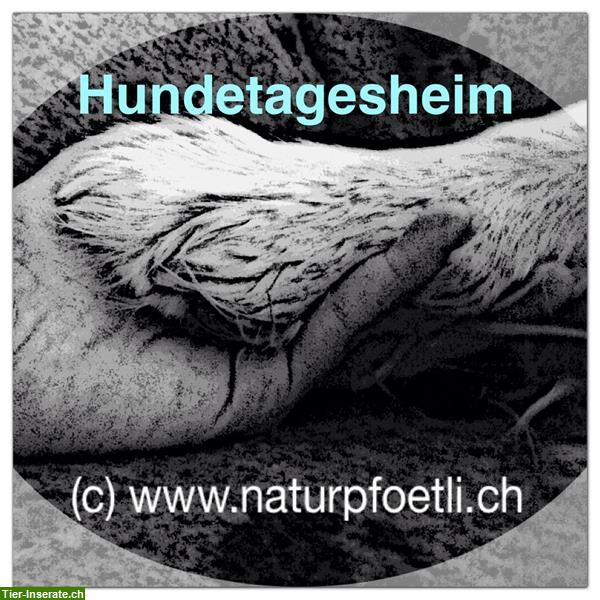 Hundebetreuung Natur Pfötli Hundetagesheim in Derendingen SO