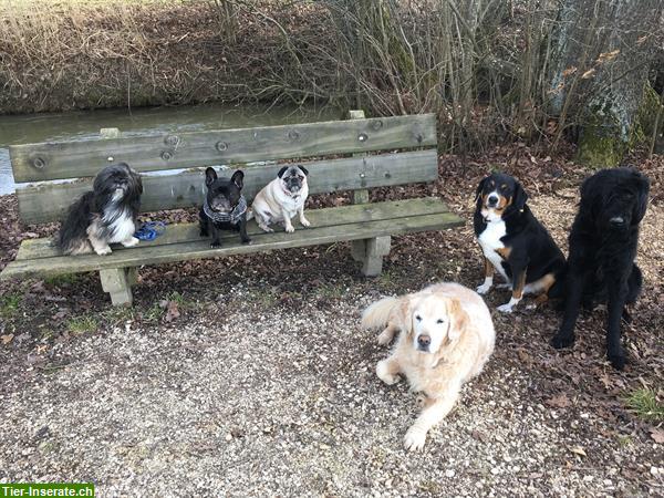 Bild 4: Hundebetreuung Natur Pfötli Hundetagesheim in Derendingen SO