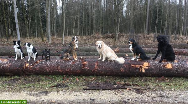 Bild 5: Hundebetreuung Natur Pfötli Hundetagesheim in Derendingen SO