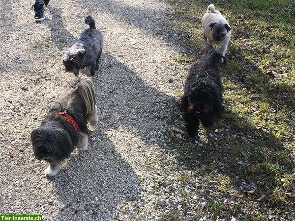 Bild 7: Hundebetreuung Natur Pfötli Hundetagesheim in Derendingen SO