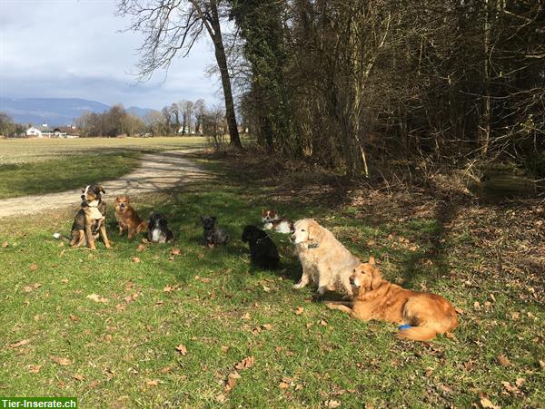 Bild 8: Hundebetreuung Natur Pfötli Hundetagesheim in Derendingen SO