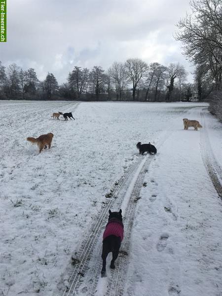 Bild 9: Hundebetreuung Natur Pfötli Hundetagesheim in Derendingen SO