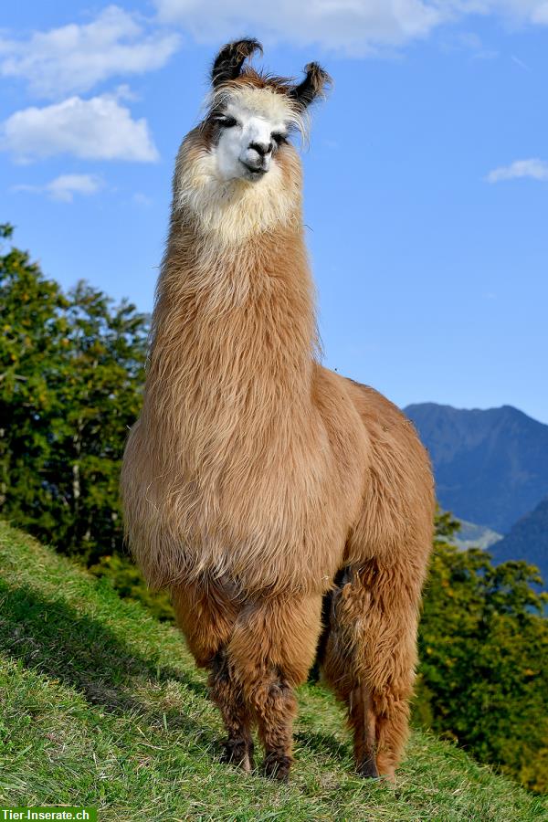 Bild 4: Lama Hengste, Wallache + Stuten, Wooly Lama zu verkaufen