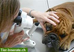 Augen-Tierarzt (Fachtierarzt in Augenheilkunde), Kanton Schwyz, Aargau