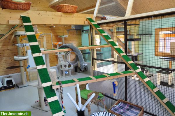 Bild 2: Katzenpension Apollo Katzenferien Arth/Schwyz