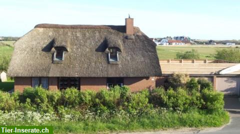 Reetdach Ferienhaus Strandperle in St. Peter-Ording