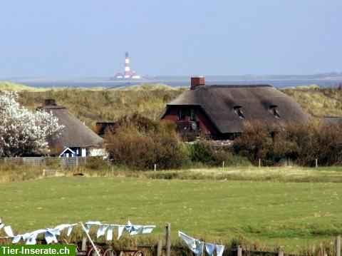 Bild 4: Reetdach Ferienhaus Strandperle in St. Peter-Ording