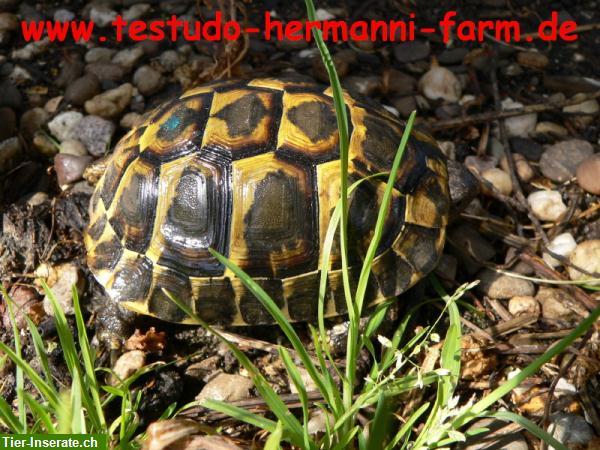 Italienische Landschildkröten Testudo hermanni hermanni Nachzuchten