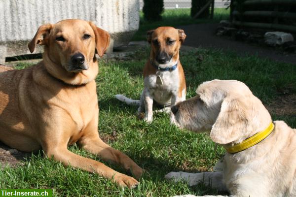 Bild 3: Hundeferienheim mit viel Herz, auch Hundesitting