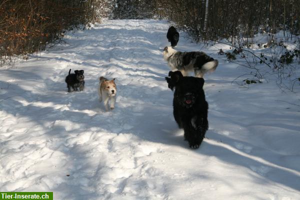 Bild 5: Hundeferienheim mit viel Herz, auch Hundesitting