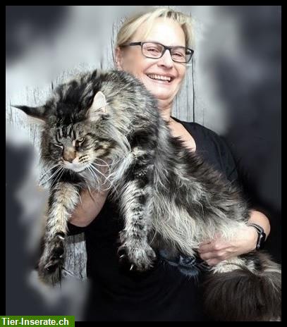 Die großen und alten Linien der Maine Coon Katzen