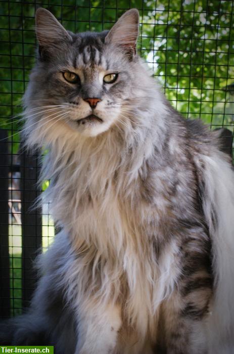 Bild 2: Die großen und alten Linien der Maine Coon Katzen