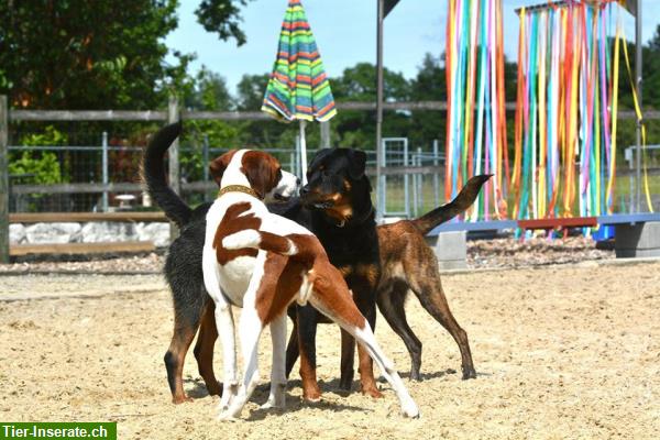 Bild 4: Familiäre Hundepension, Tages-, Ferienplatz in 8608 Bubikon ZH