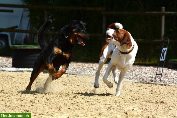 Bild 5: Familiäre Hundepension, Tages-, Ferienplatz in 8608 Bubikon ZH