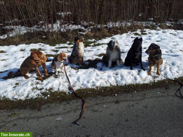 Bild 6: Familiäre Hundepension, Tages-, Ferienplatz in 8608 Bubikon ZH