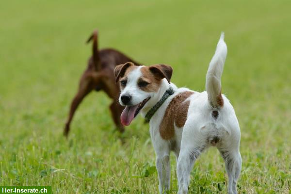 Bild 7: Familiäre Hundepension, Tages-, Ferienplatz in 8608 Bubikon ZH