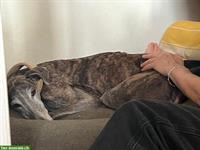 Tagesseminar: Massage Hund und Katze