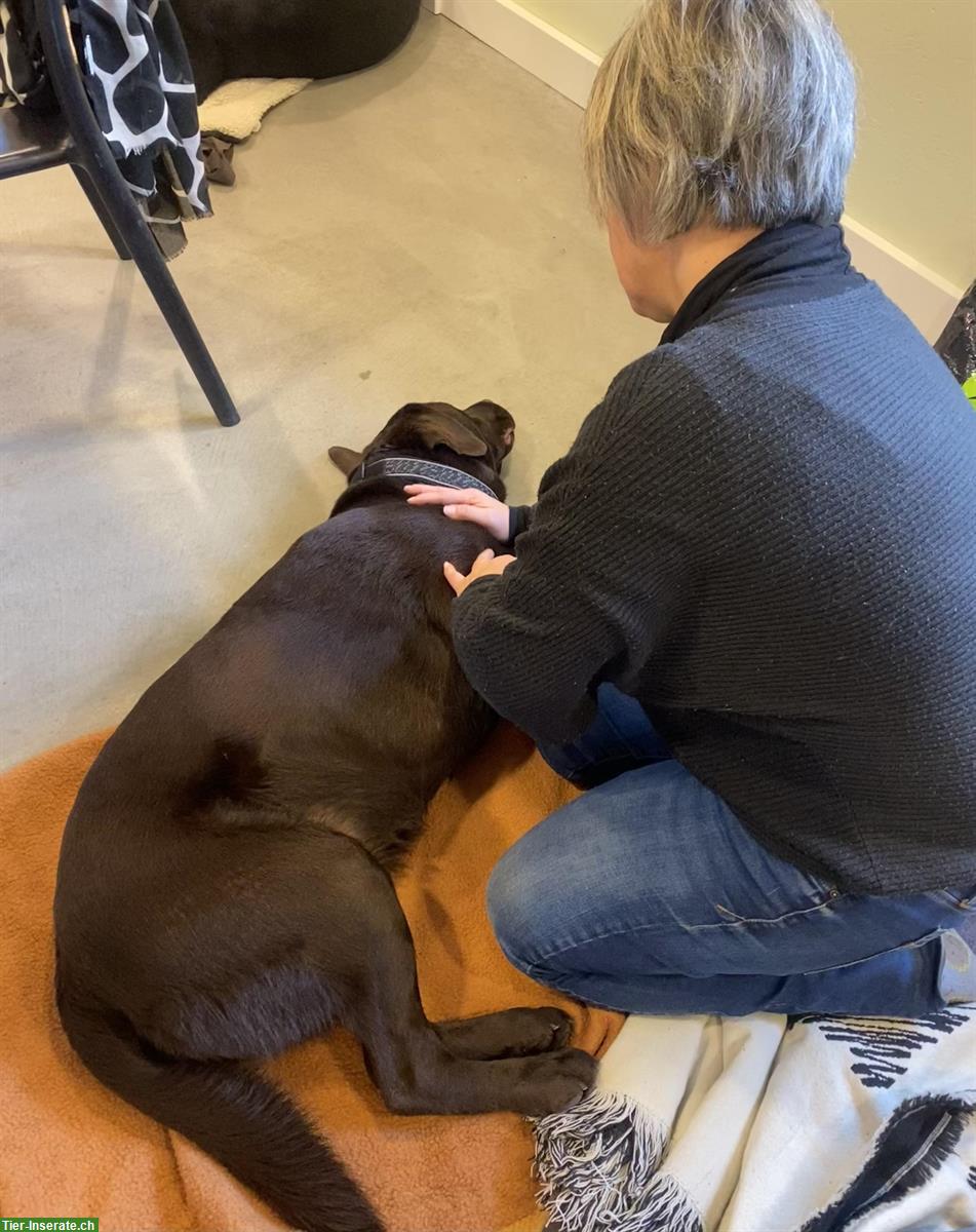 Bild 3: Tagesseminar: Massage Hund und Katze