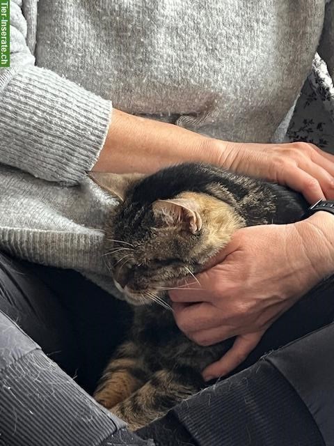 Bild 4: Tagesseminar: Massage Hund und Katze