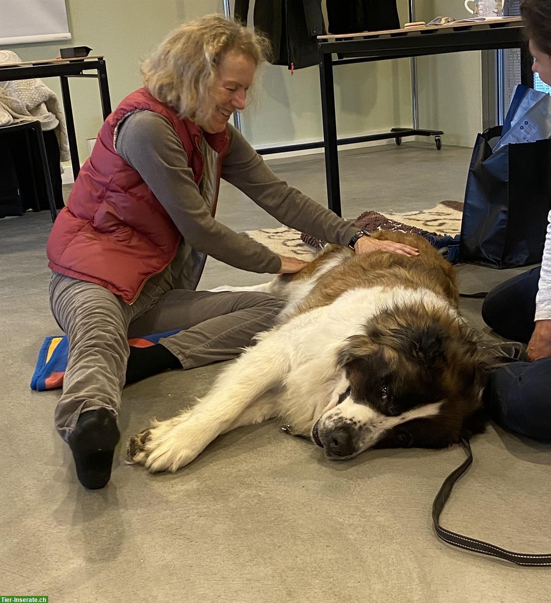 Bild 5: Tagesseminar: Massage Hund und Katze