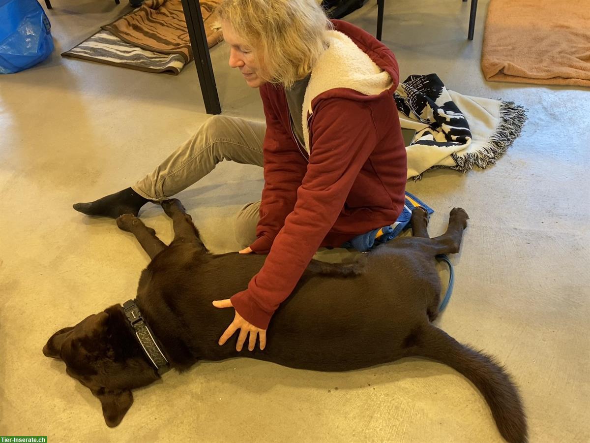 Bild 6: Tagesseminar: Massage Hund und Katze
