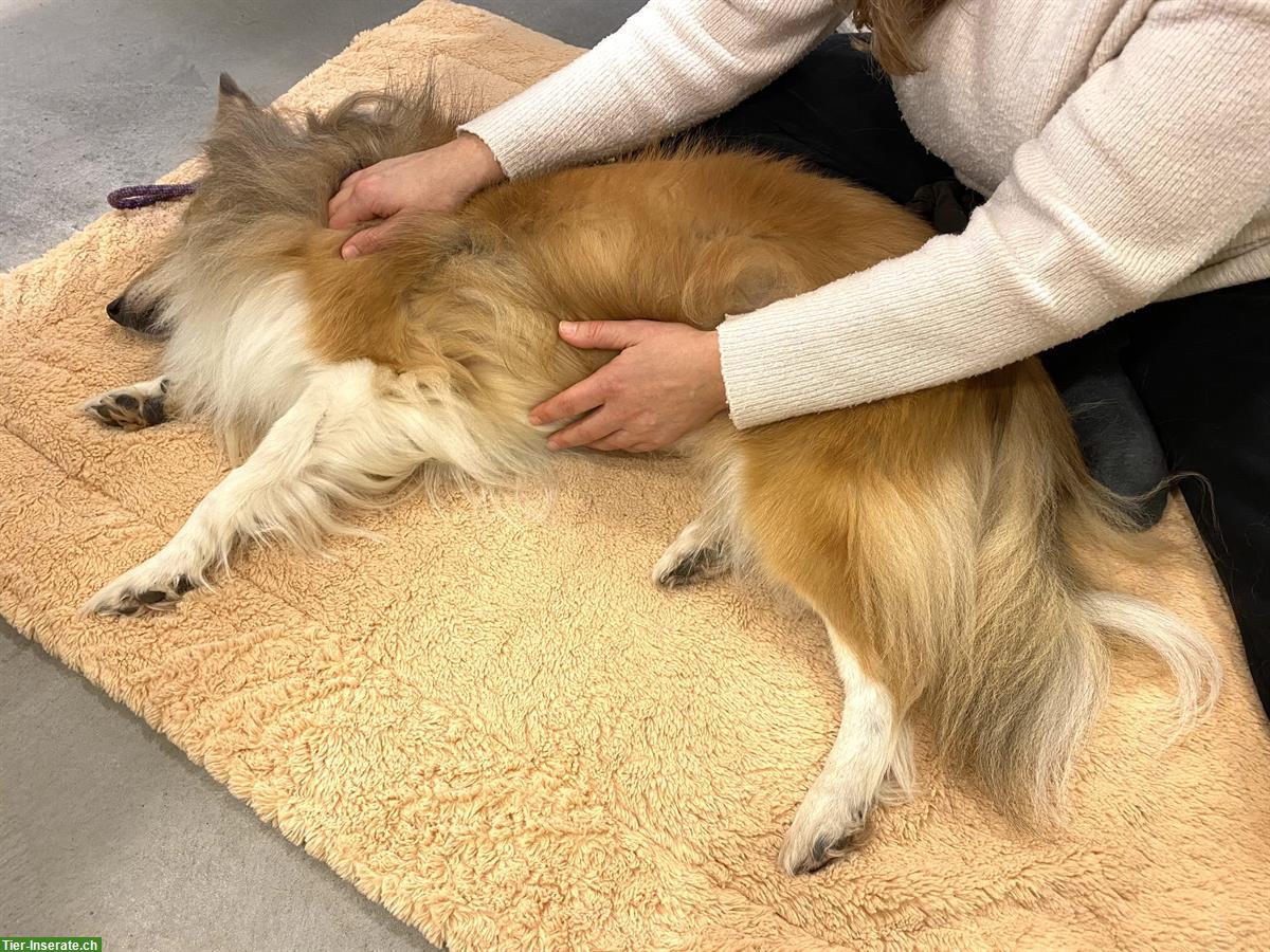 Bild 7: Tagesseminar: Massage Hund und Katze