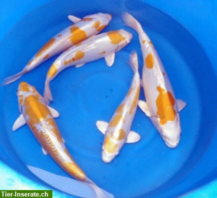 Bild 3: Verkaufen Koi, Teichfischen, Biotopfischen bei Fa. Fördefisch