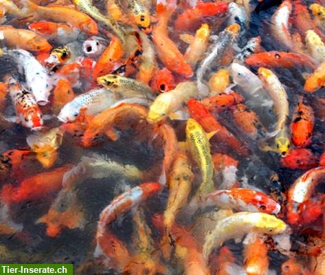 Bild 8: Verkaufen Koi, Teichfischen, Biotopfischen bei Fa. Fördefisch