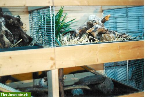 Bild 7: Kleintierstall für Meerschweinchen, Hamster und Co.