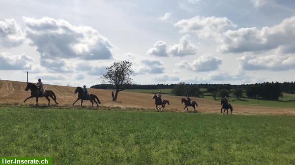 Reiten durch die herrliche Natur der Vogesen, La Grange de Monspey