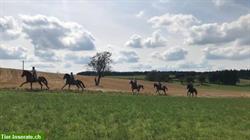 Reiten durch die herrliche Natur der Vogesen, La Grange de Monspey