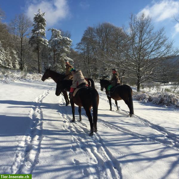 Bild 10: Reiten durch die herrliche Natur der Vogesen, La Grange de Monspey