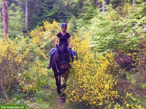 Bild 2: Reiten durch die herrliche Natur der Vogesen, La Grange de Monspey