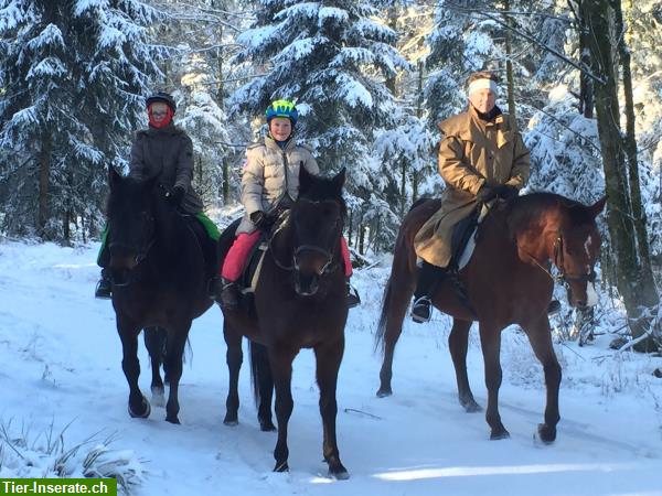 Bild 3: Reiten durch die herrliche Natur der Vogesen, La Grange de Monspey