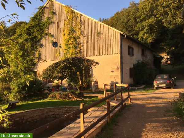 Bild 4: Reiten durch die herrliche Natur der Vogesen, La Grange de Monspey