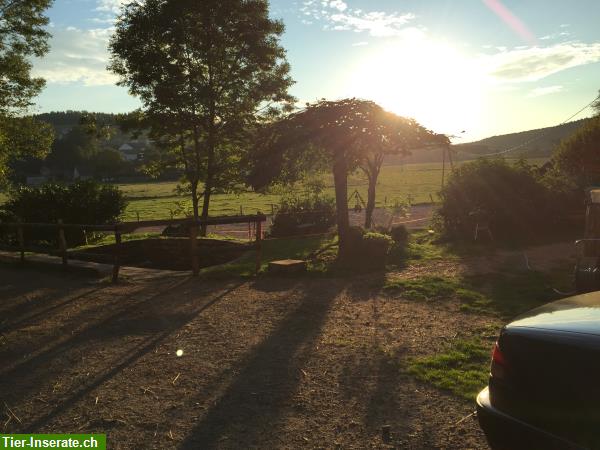 Bild 5: Reiten durch die herrliche Natur der Vogesen, La Grange de Monspey