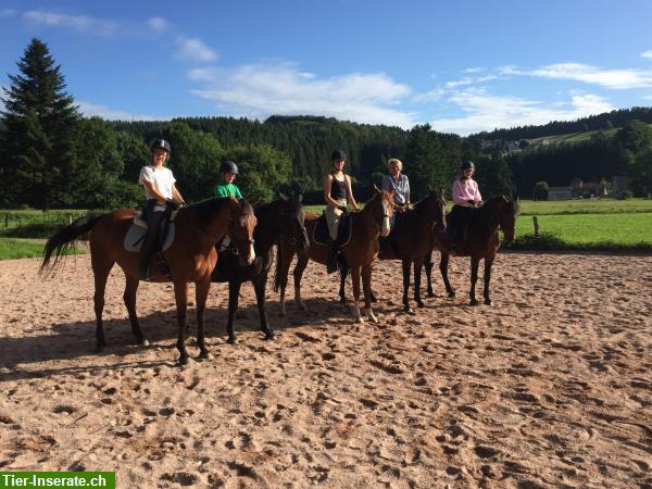 Bild 7: Reiten durch die herrliche Natur der Vogesen, La Grange de Monspey