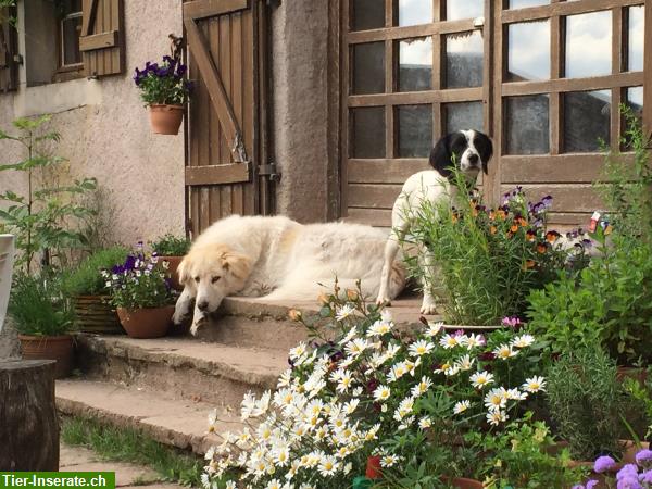 Bild 8: Reiten durch die herrliche Natur der Vogesen, La Grange de Monspey