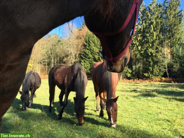 Bild 9: Reiten durch die herrliche Natur der Vogesen, La Grange de Monspey