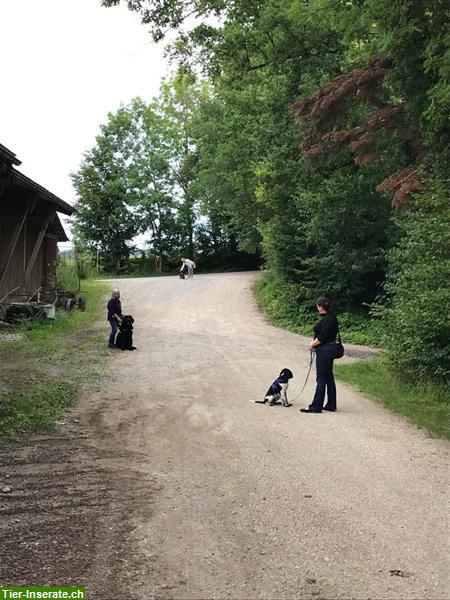 Junghundekurs, Erziehungskurs in Bussnang TG + Umgebung Weinfelden