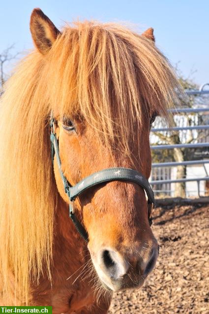 Bild 4: Heilpädagogisches Reiten und angstfreies Reiten