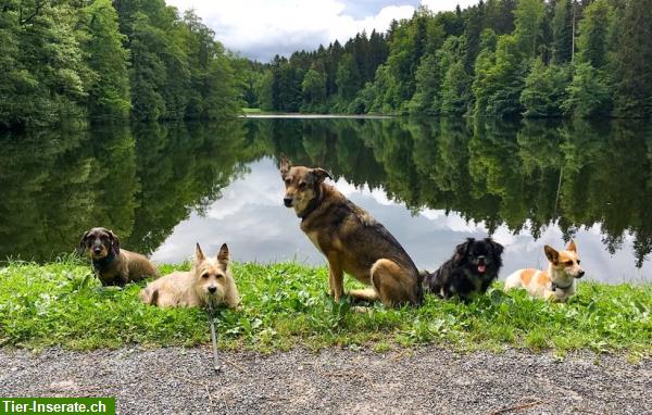 Professionelle Hundebetreuung mit Familienanschluss