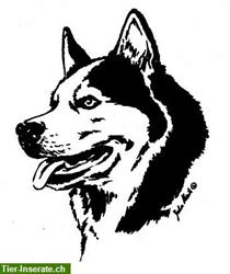 Schlittenhund Aufkleber A4 in schwarz oder silber, Computerschnitt
