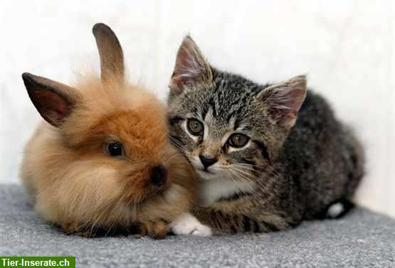 Bild 1: Biete Tierbetreuung Katzen und Nager